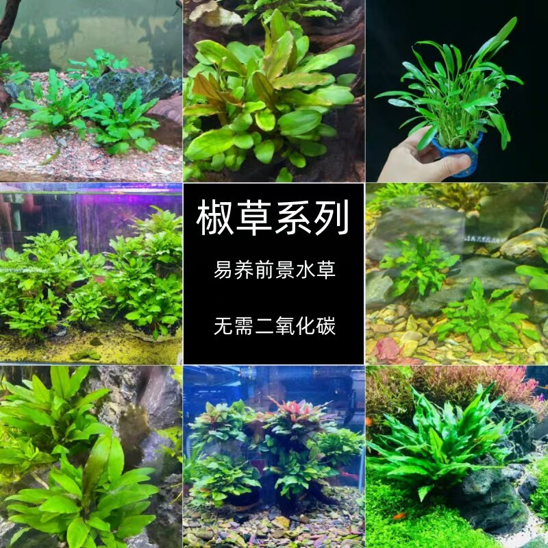 鱼缸前中景椒草类淡水阴性好养易活无需二氧化碳鱼缸草缸造景真草