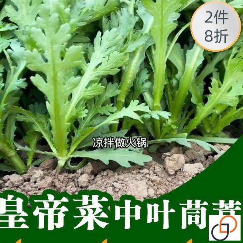 皇帝菜新鲜中叶茼蒿菜种春菊种子青菜夏季茼蒿菜夏季种四季阳台