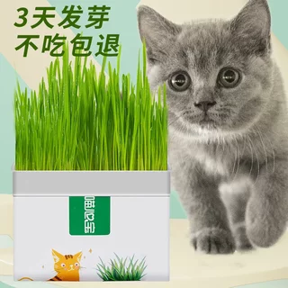 猫草新款袋装大麦盆栽懒人水培无土幼猫食草化毛球草猫咪零食用品
