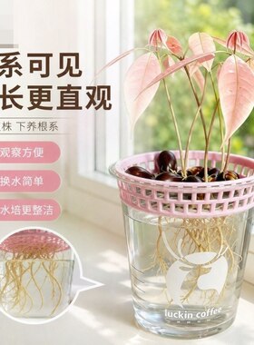 水盆定植适配瑞幸咖啡杯镂空水培支架植物水培种植不含杯子