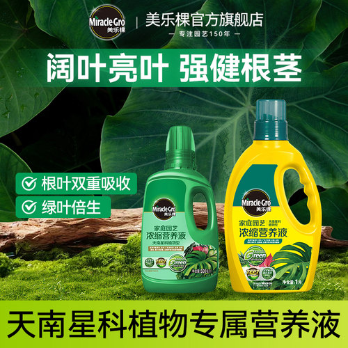 美乐棵龟背竹观叶植物营养液