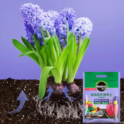 美乐棵朱顶红种球专用营养土阿弗雷鬼魅安吉拉肥料养花球根植物土