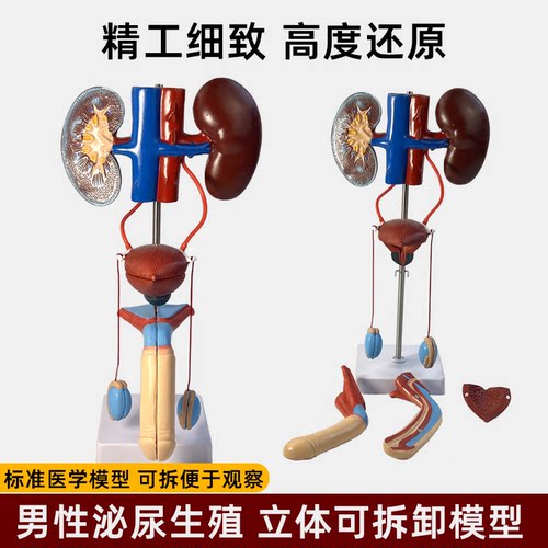 人体泌尿系统解剖模型厂家直销