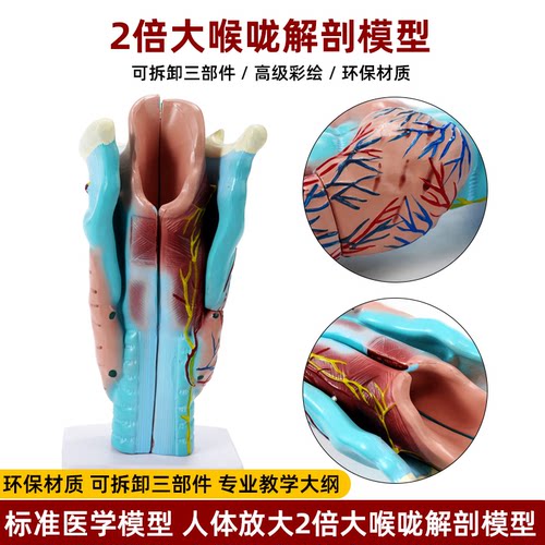 咽喉外科临床解剖两倍放大模型
