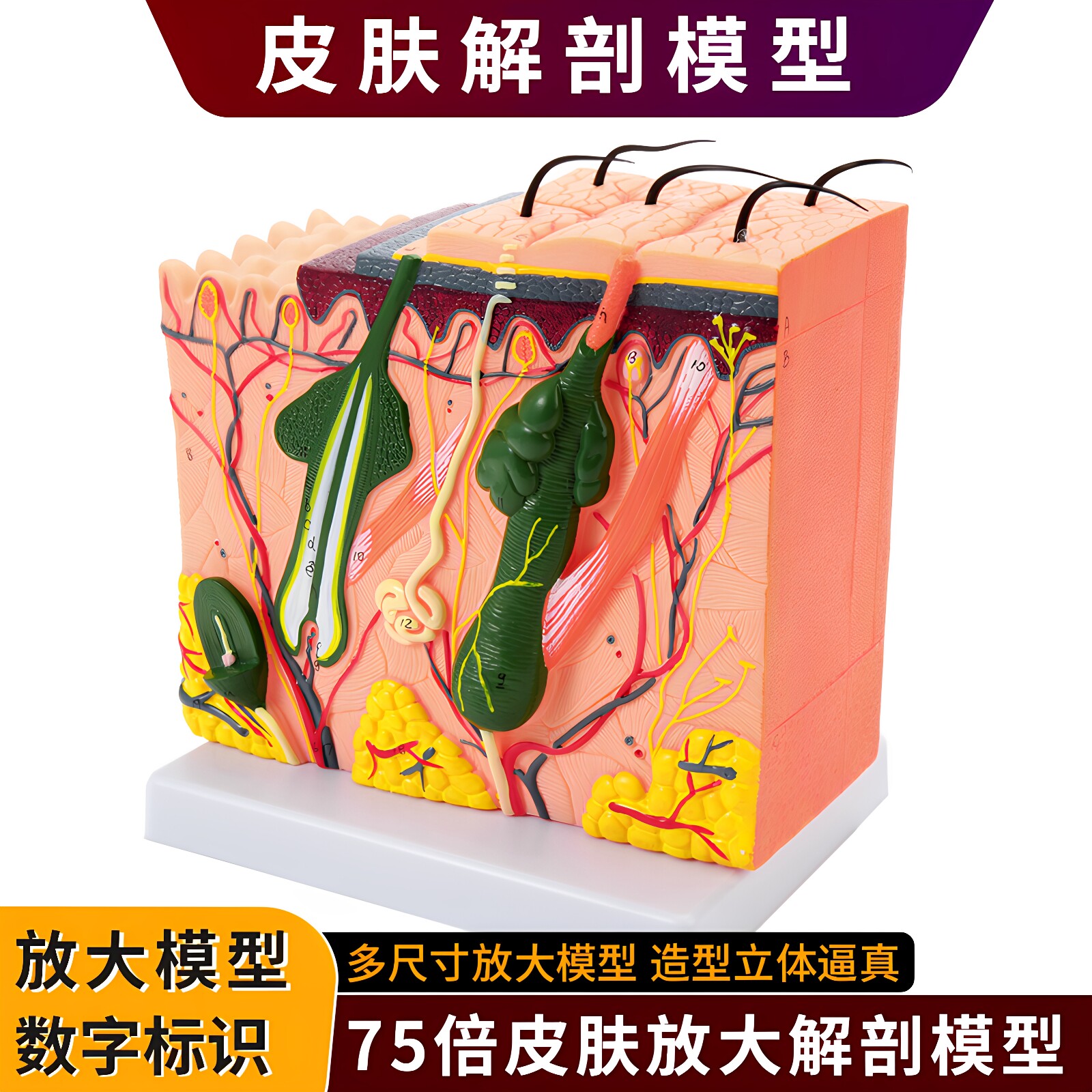 立体皮肤组织结构层次放大解剖模型医教学头皮毛发生理结构图模块