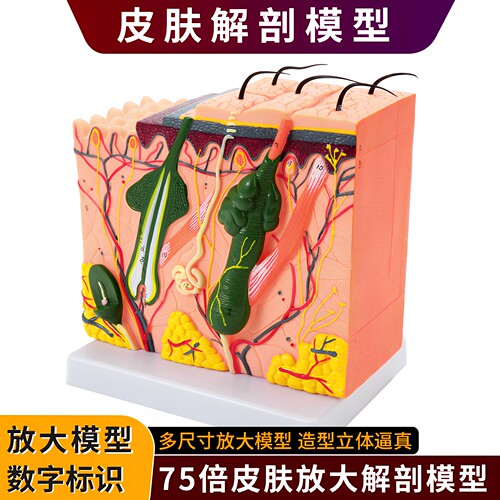 立体皮肤组织结构层次放大解剖模型医教学头皮毛发生理结构图模块