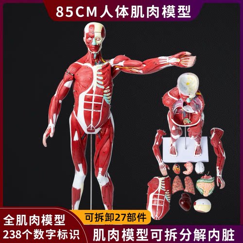 人体肌肉内脏器官解剖结构模型