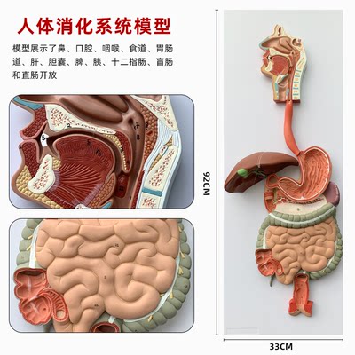 人体消化系统模型2024款厂家直销