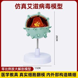 仿真艾滋病毒细胞结构放大解剖模型病毒病变演示医学科普讲解教具