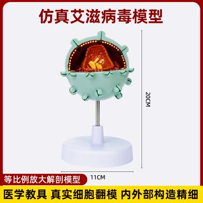 艾滋病毒模型放大演示模型