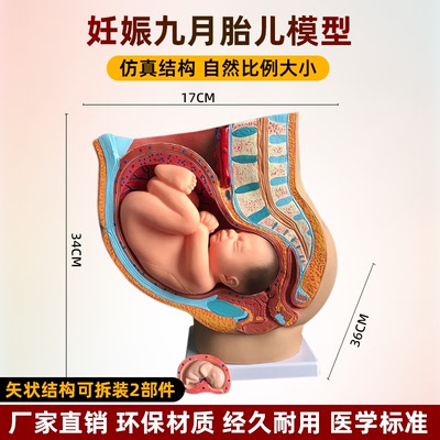 足月胎儿模型胚胎模型