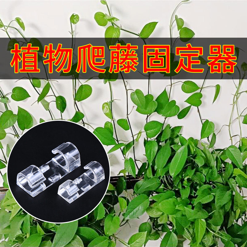 免钉粘贴式绿萝爬墙固定器室内蔓藤挂钩无痕卡扣夹子束线爬墙神器