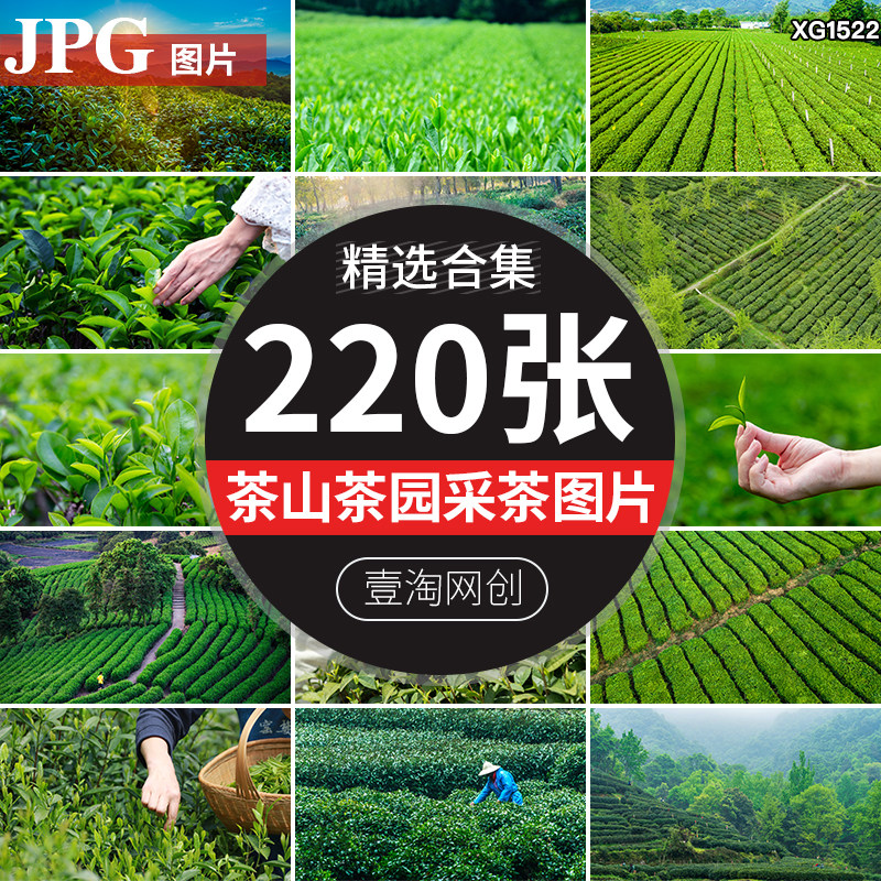 茶山高山上茶树茶梯田茶叶采茶茶园茶农抖音高清图片背景设计素材