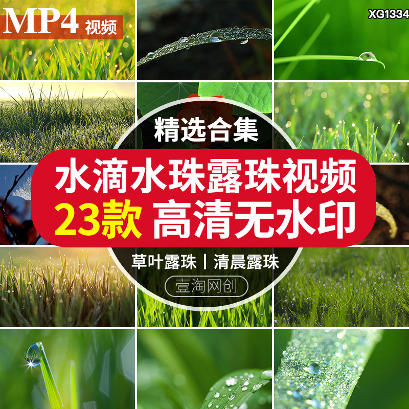 清晨透射挂着露珠野草叶草地晶莹剔透露水珠青草自然清新视频素材