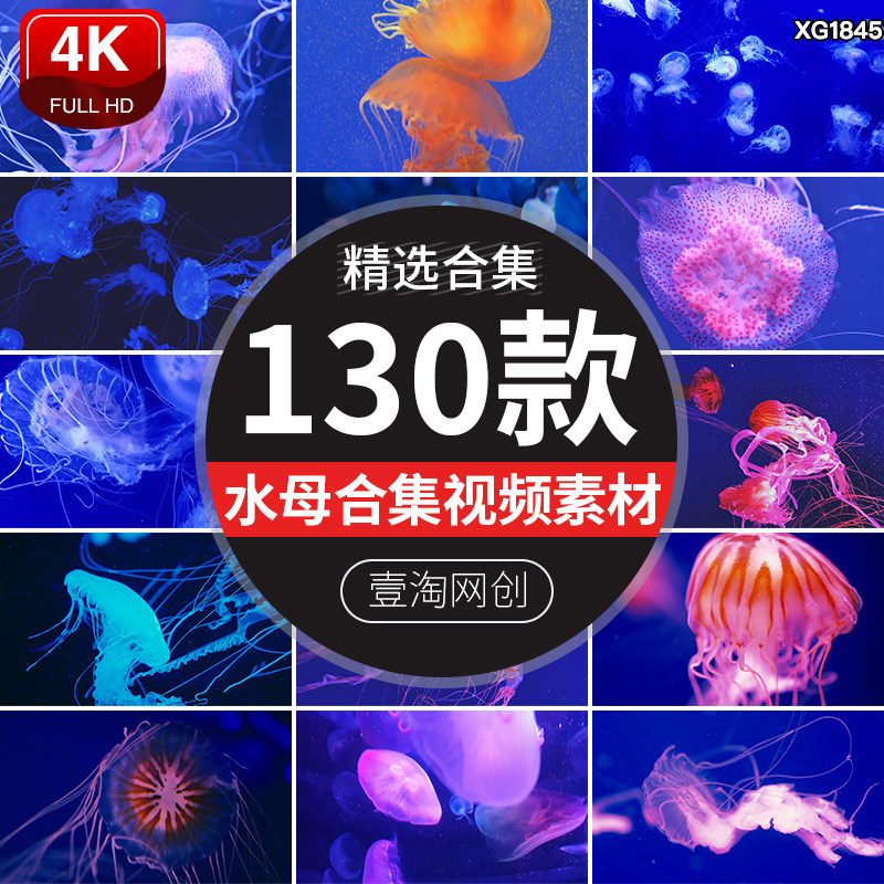 水母海洋动物蓝色半透明生物发光水母海底水中游动实拍短视频素材