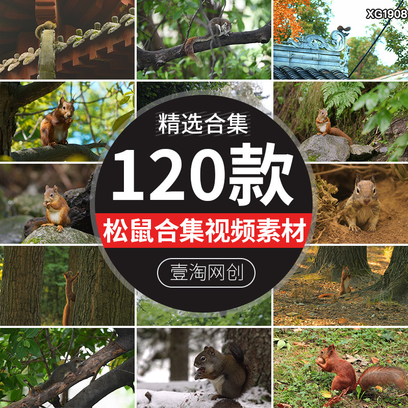 森林松鼠吃松果觅食特写树枝红松鼠树上小松鼠实拍高清短视频素材