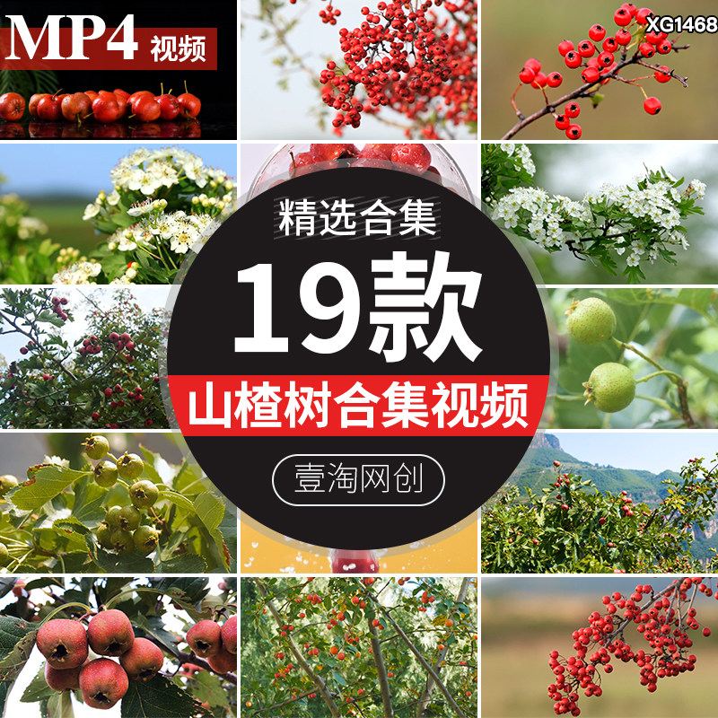 山楂树果实成熟山楂开花果园野果山里红天然酱果高清实拍视频素材