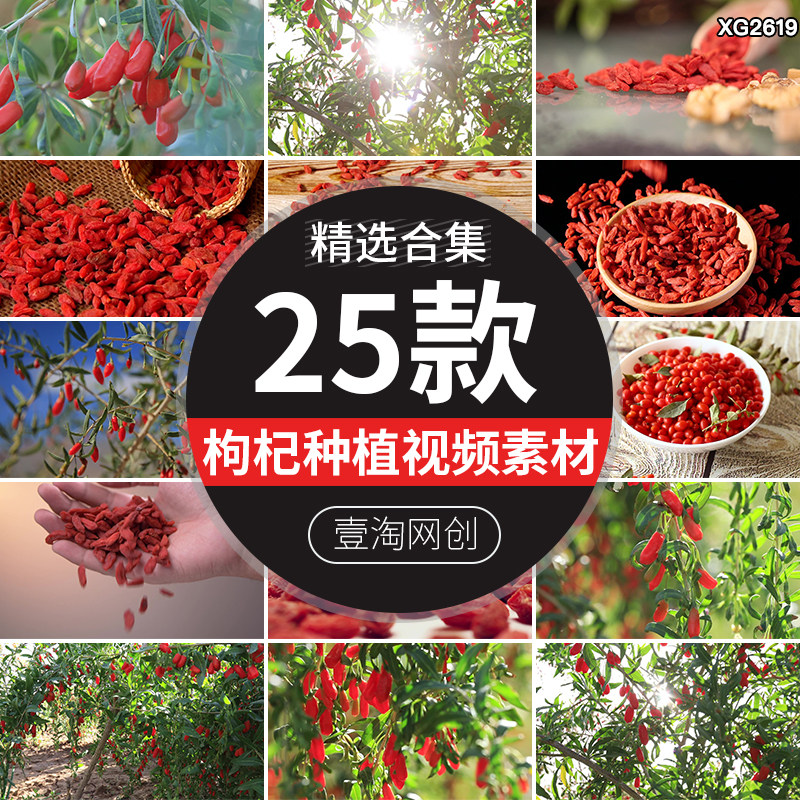 枸杞成熟果实种植枸杞子浆果特写枸杞树干枸杞实拍实拍短视频素材