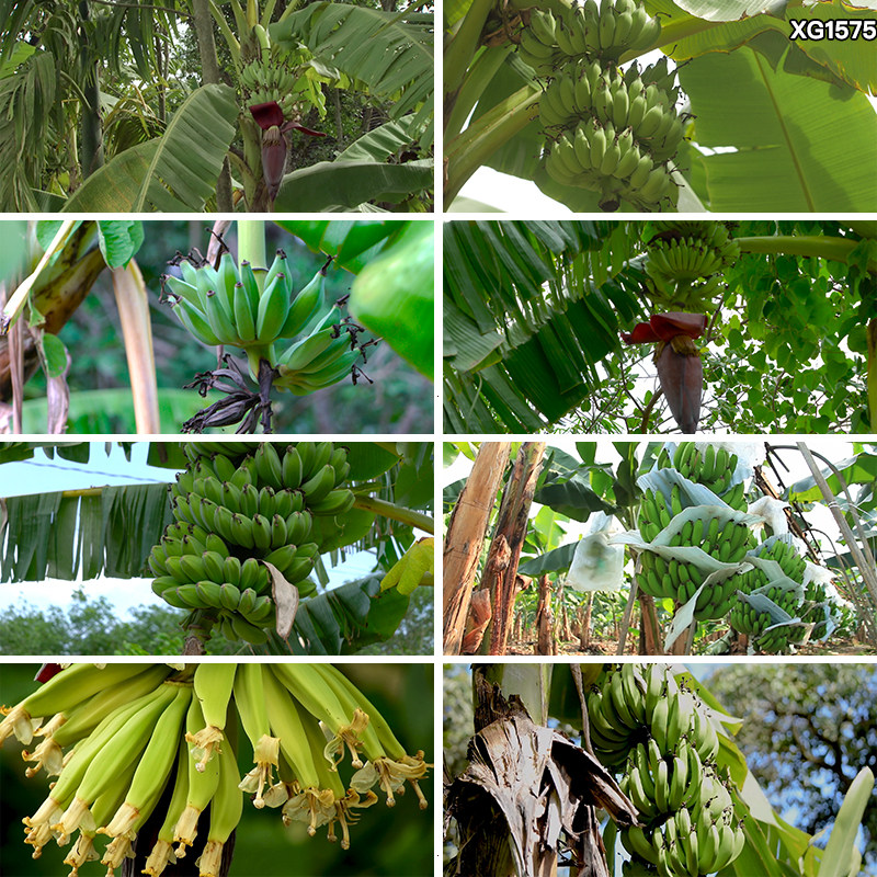 香蕉种植园采摘热带农作物农场水果香蕉树上果实剪辑实拍视频素材