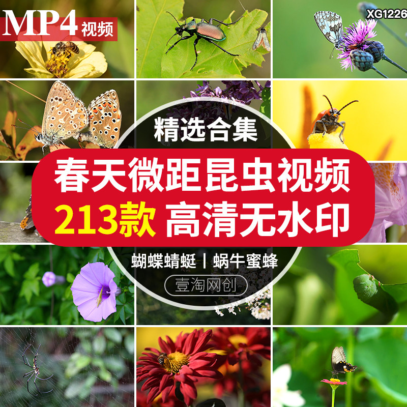 春暖花开微距昆虫蜗牛蜜蜂花朵蜘蛛网小虫子特写大自然短视频素材