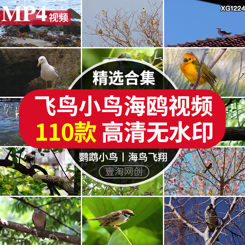飞鸟岸边的海鸥飞翔树枝上的小鸟动物麻雀鸟空镜头剪辑短视频素材
