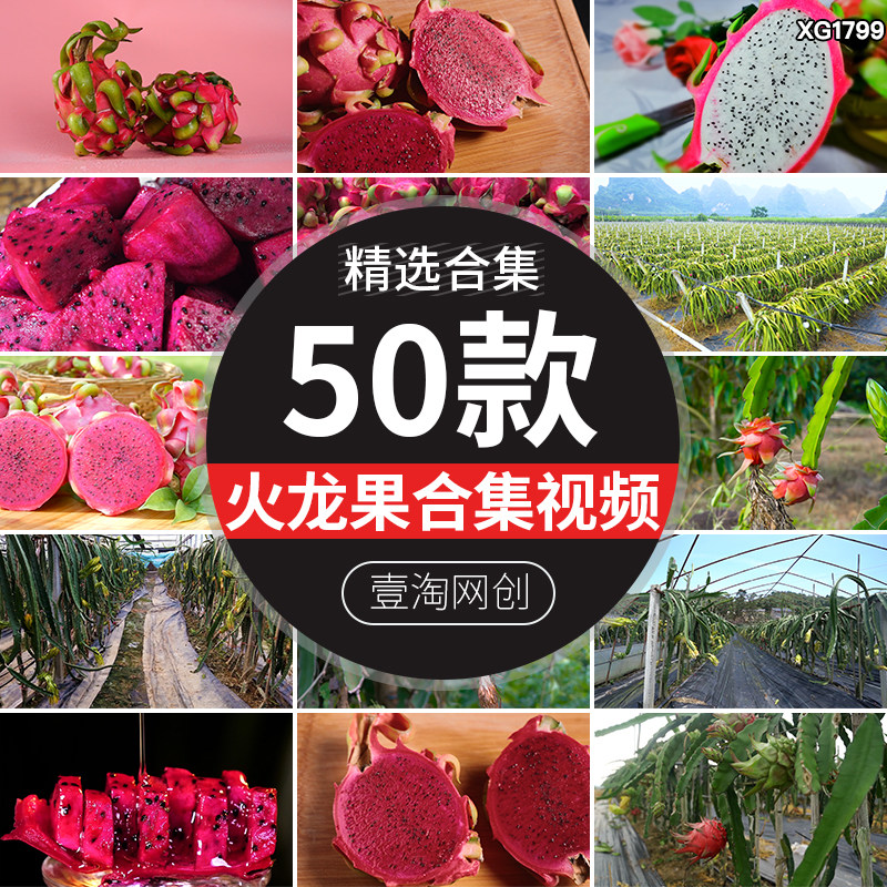 火龙果现代农业种植果园花朵采摘热带红心火龙果水果实拍视频素材
