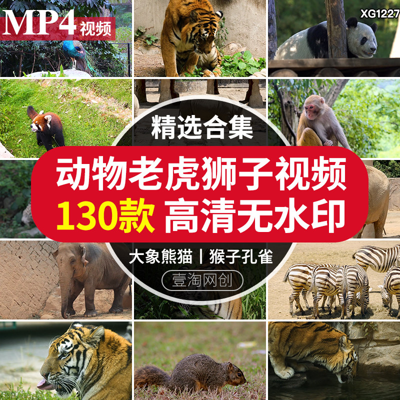 野生动物斑马猴子大象白老虎狮子熊猫空镜头高清实拍剪辑视频素材
