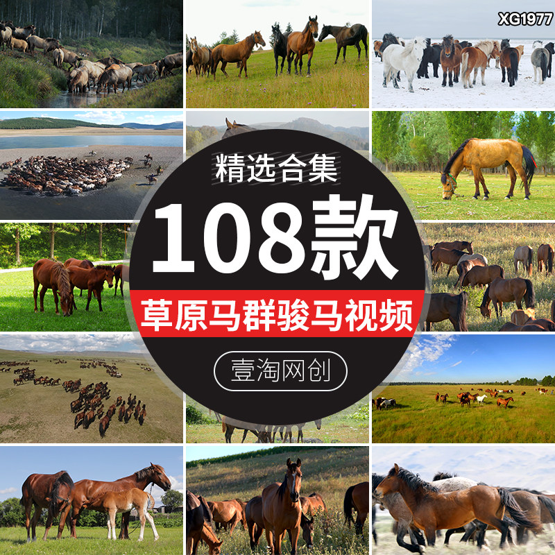 大草原骏马儿万马奔腾草地马群马匹奔跑牧马放牧高清剪辑视频素材