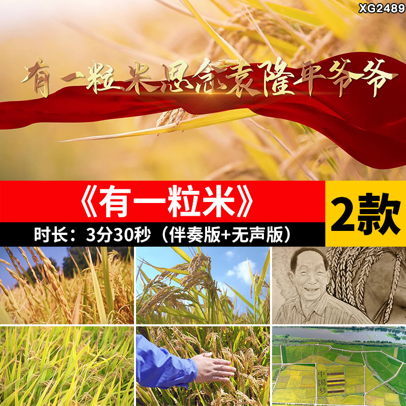 有一粒米思念袁隆平爷爷 稻田朗诵演讲伴奏配乐版LED背景视频素材