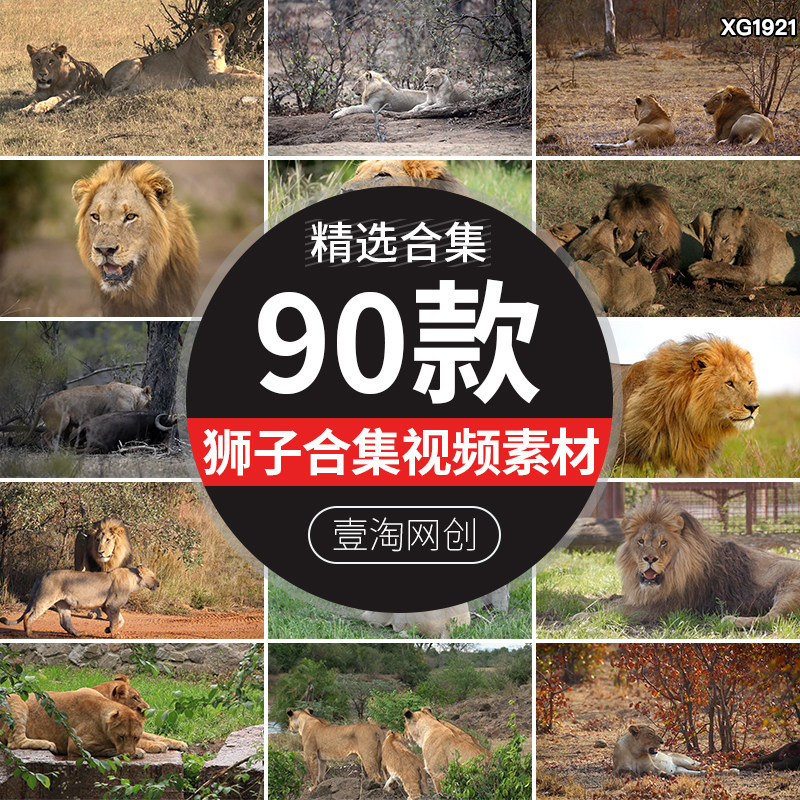 狮子野生动物荒野森林中雄狮母狮大自然非洲狮动物园实拍视频素材