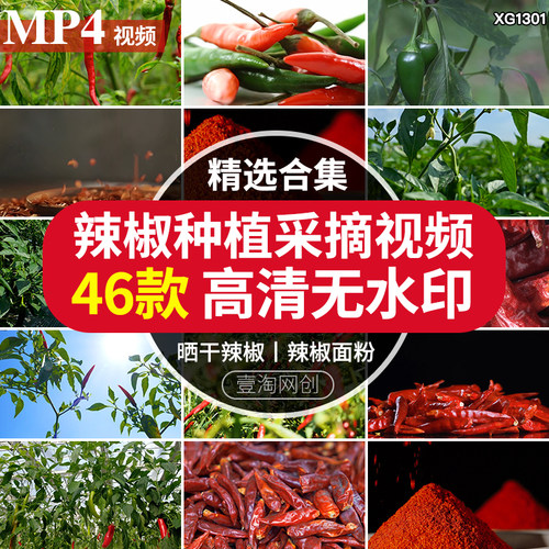 晾晒干红辣椒农业种植采摘收获小米辣椒青辣椒菜椒辣椒面视频素材