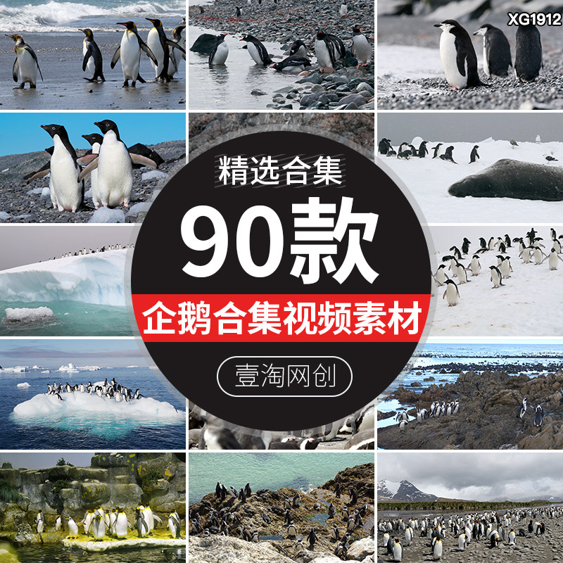 南极企鹅冰山冰川冰层冰原雪山企鹅特写野生动物世界实拍视频素材