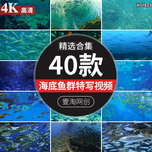 海底鱼群海底世界海洋馆水族观赏鱼特写LED背景剪辑高清视频素材