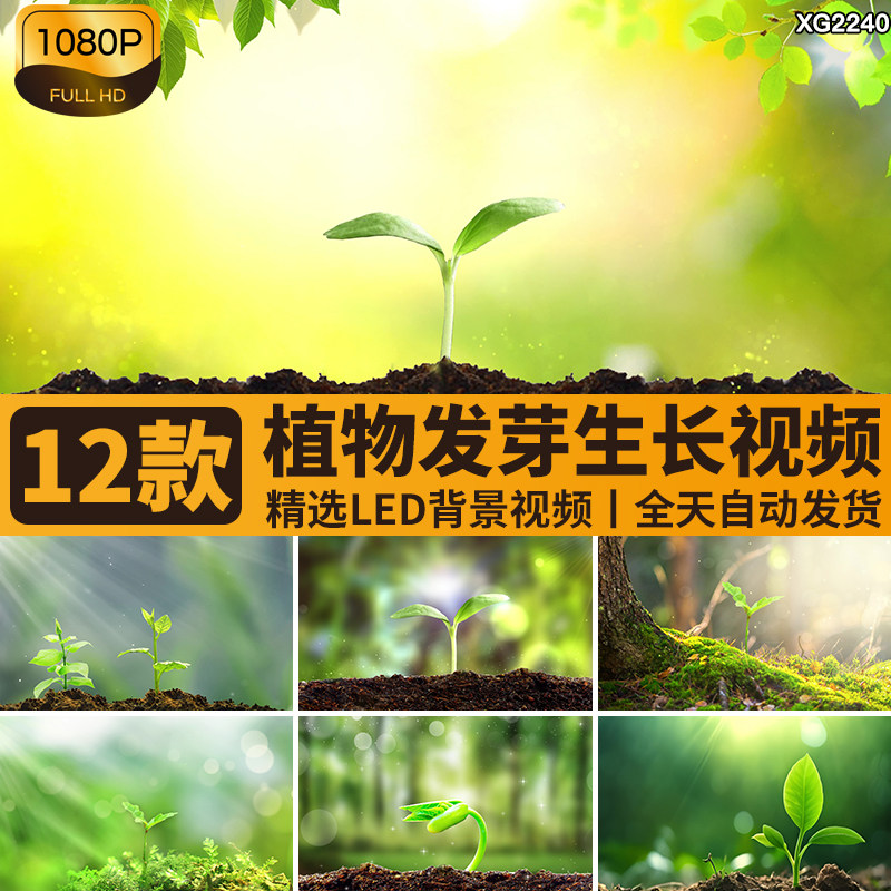 春天绿色植物种子发芽生命生长树苗小草环保动画LED背景视频素材