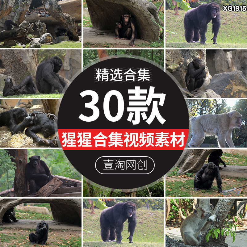 大猩猩黑猩猩树上玩耍红毛猩猩动物园野生动物实拍高清短视频素材