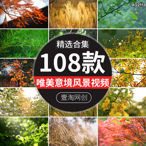 唯美意境写意芦苇自然风景空镜树叶阳光春天夏日清新高清视频素材
