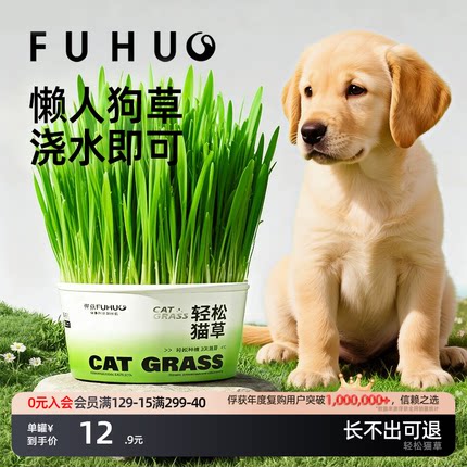 俘获F2狗草犬用狗狗盆栽助狗可以吃化的草毛狗狗草小型犬