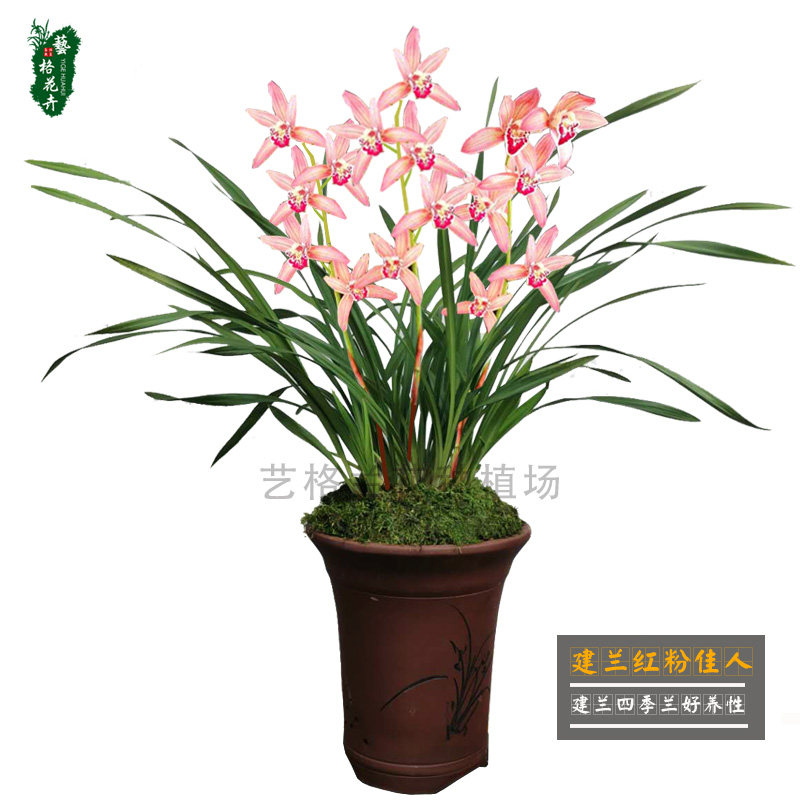 精品兰花绿植盆j栽带花苞建兰红粉佳人室内花卉品种大全好养吸甲