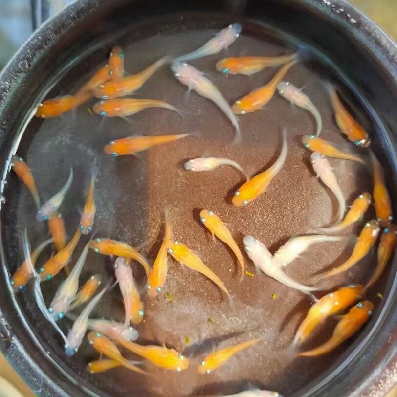 观背青鳉鱼红白小町淡水观赏鱼冷水饲养不打氧好养活好繁殖产卵多