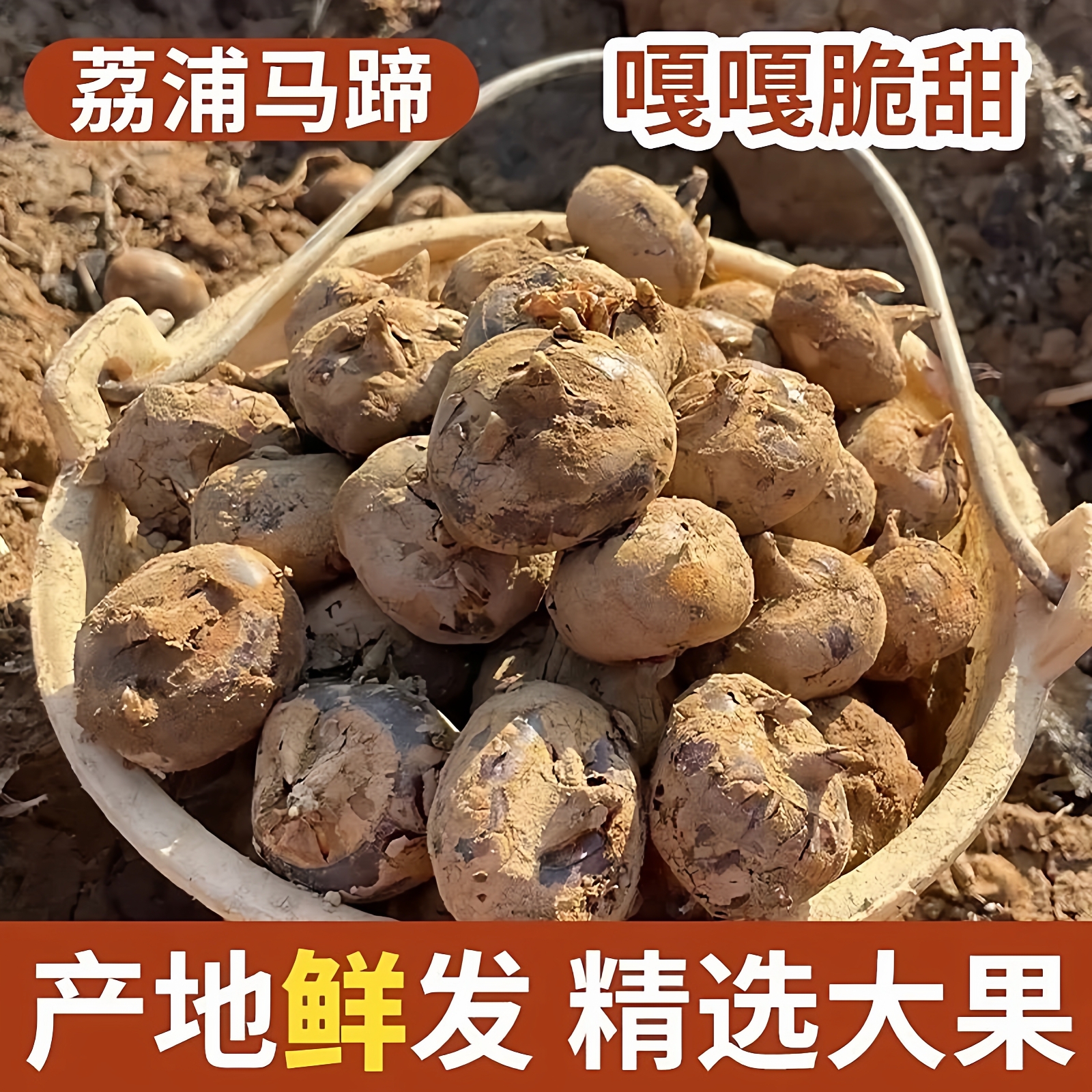 广西荔浦山泉马蹄大果当季新鲜