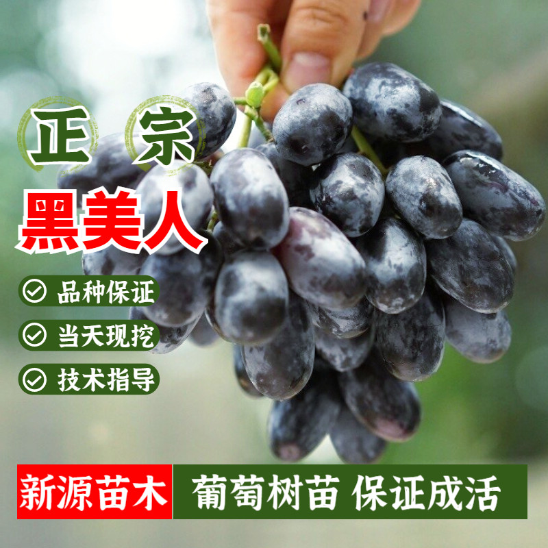 无核圆叶黑美人葡萄树苗盆栽南北方无籽黑提葡萄苗庭院地栽果树苗