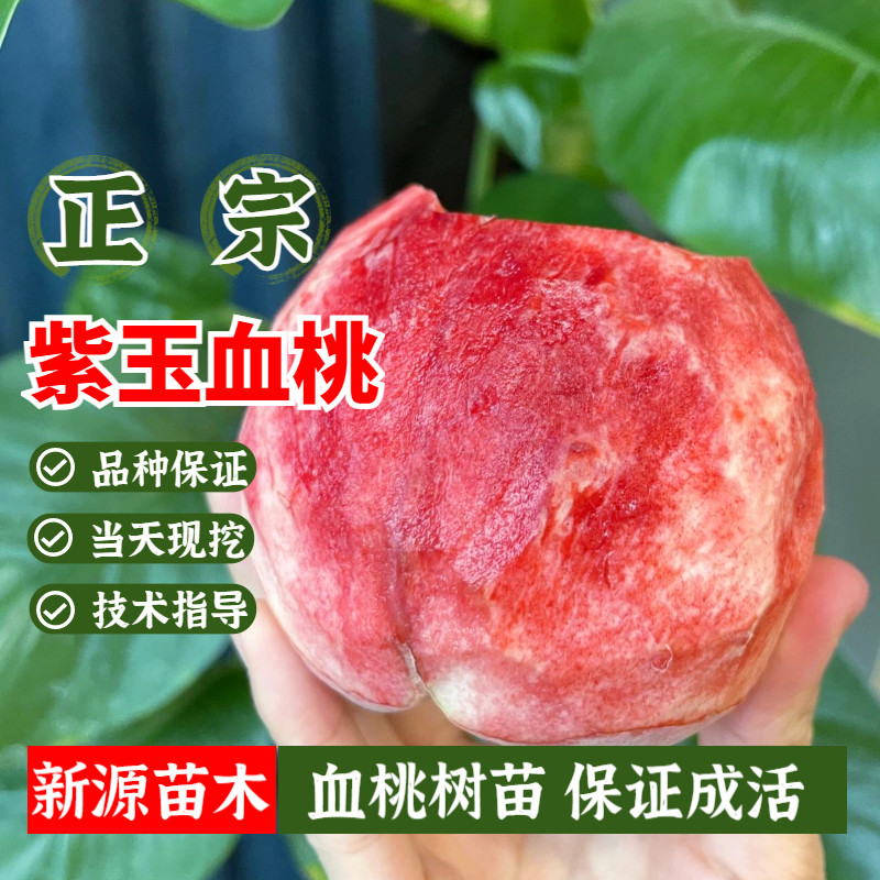 紫玉血桃树苗南北方嫁接红肉桃树苗盆栽地栽早熟紫肉血桃苗果树苗