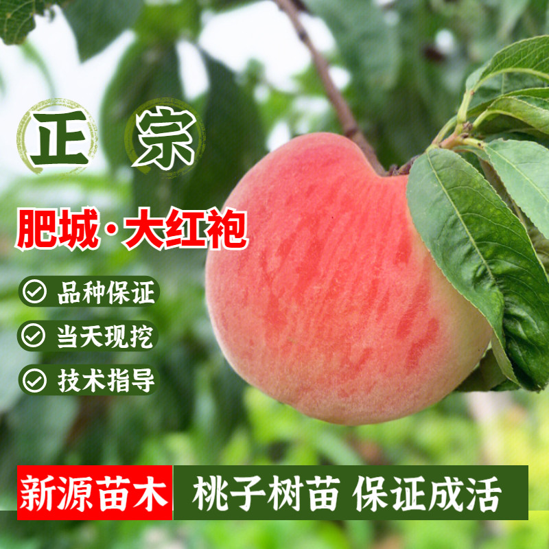 肥城佛桃大红袍桃树苗嫁接全红大果水蜜桃苗北方南方庭院地栽盆栽