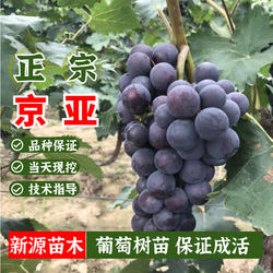 嫁接早熟京亚葡萄树苗酸甜葡萄苗盆栽南北方庭院地栽种植当年结果