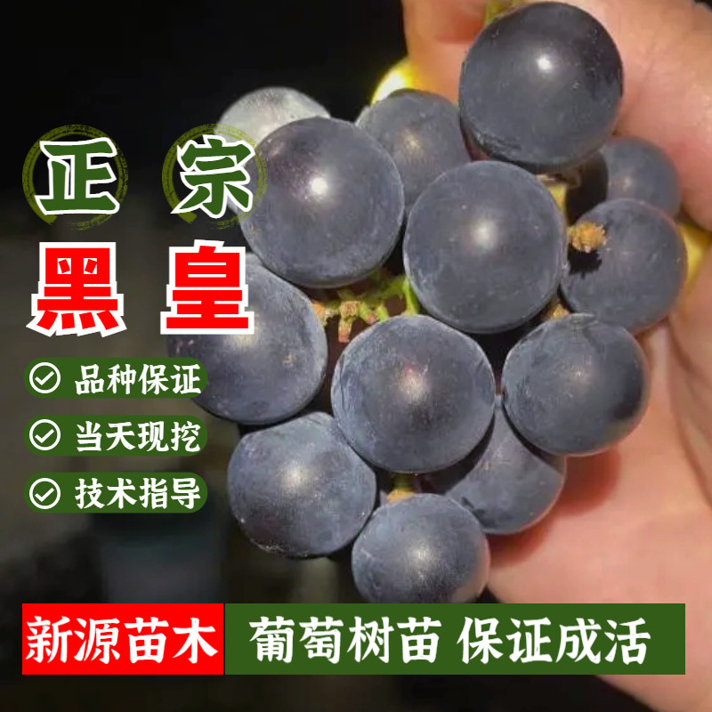 新品种bk黑皇葡萄树苗5bb贝达3309砧木无籽无核葡萄苗南北方地栽