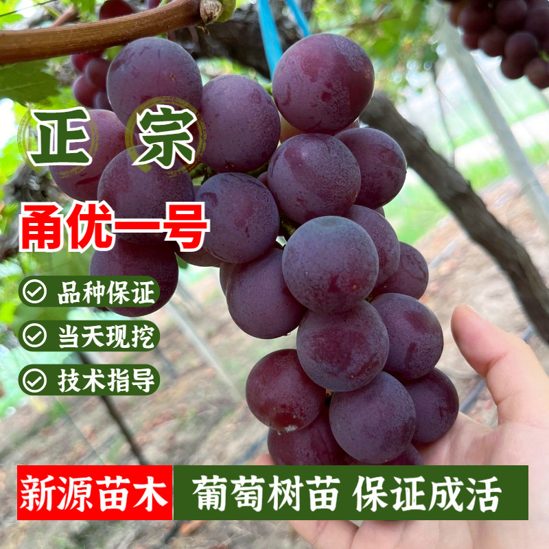 甬优一号葡萄树苗嫁接纯甜葡萄苗甬优1号爬藤庭院地栽果树苗盆栽