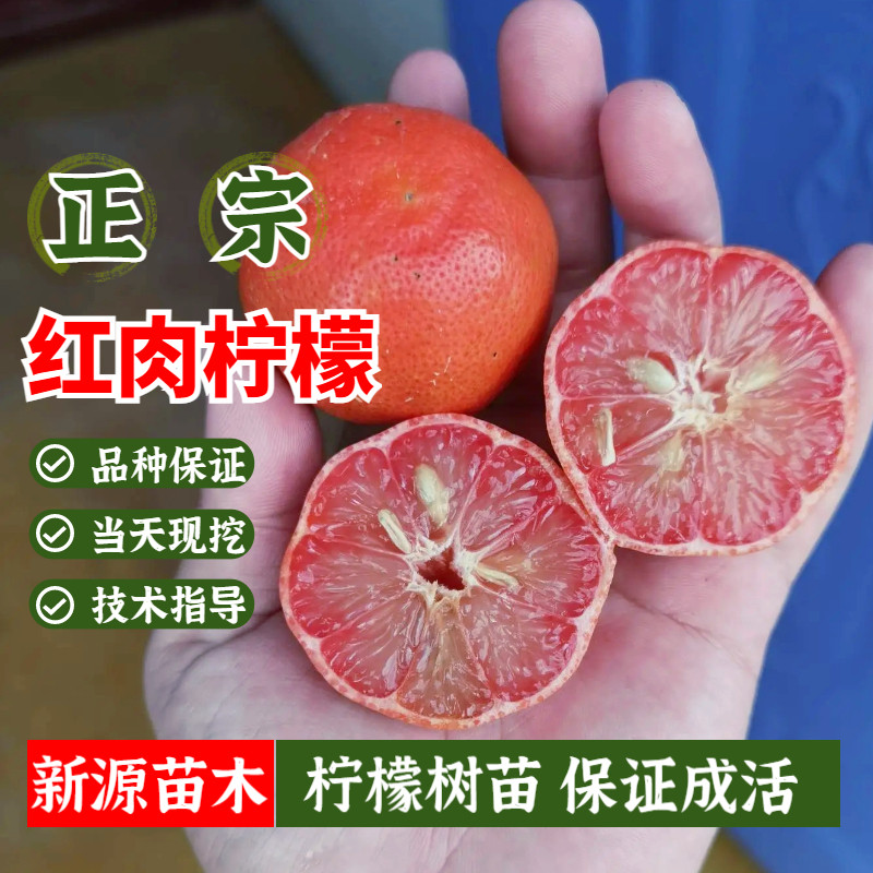新品种越南红皮红肉柠檬树苗四季结果室内盆栽庭院地栽当年结果苗