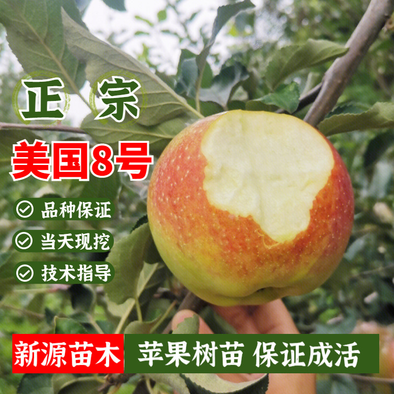 美国八号苹果树苗嫁接特大早熟美8苹果苗盆栽南方北方庭院地栽种