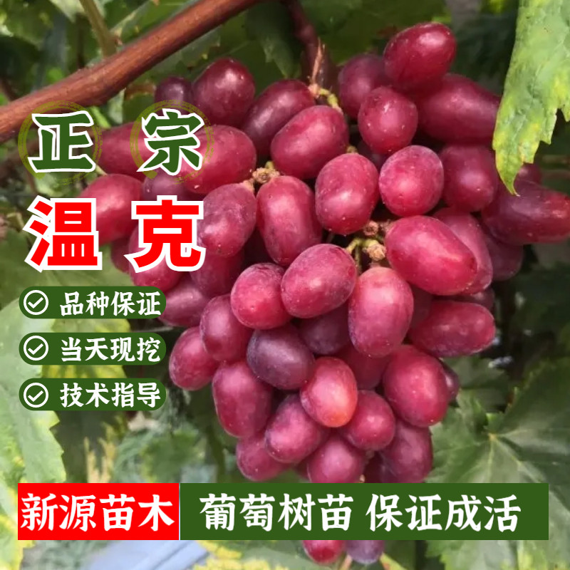 嫁接温克葡萄苗特晚熟魏可葡萄树苖庭院地栽北方南方当年结果盆栽