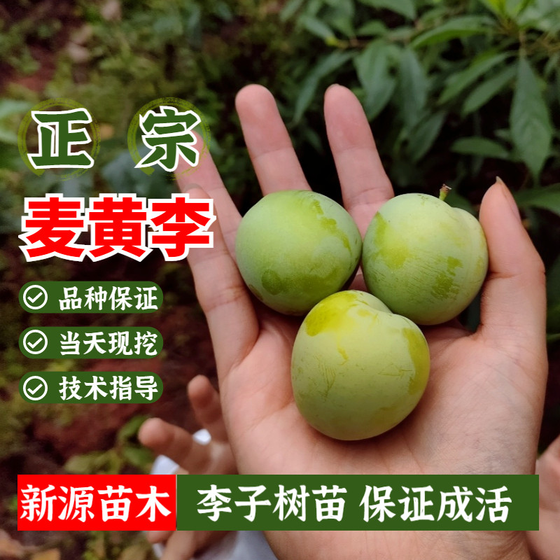 麦黄李树苗嫁接老品种脱骨黄金李子苗庭院盆栽地栽果树苗当年结果